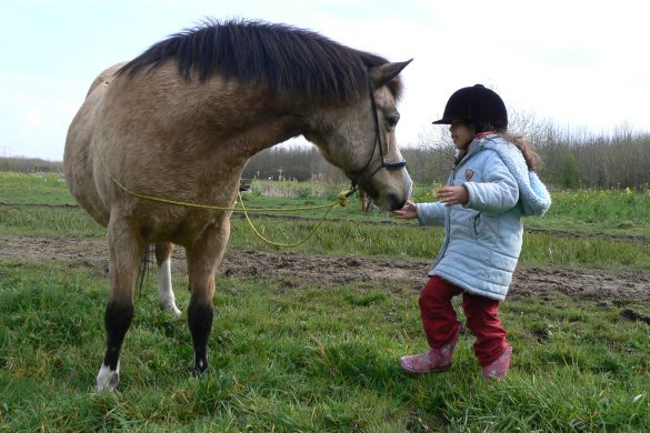 paard als spiegel voor eigen gedrag